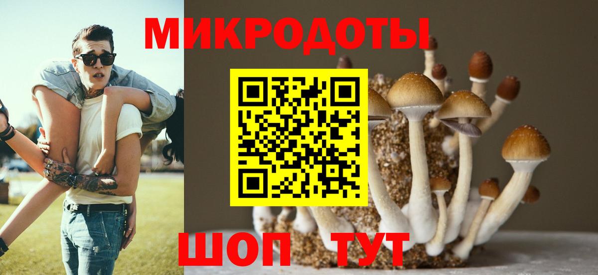 Галлюциногенные грибы Psilocybe Зима